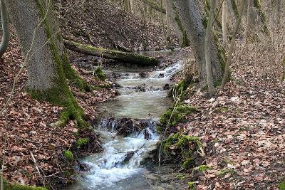 Stream Woodland